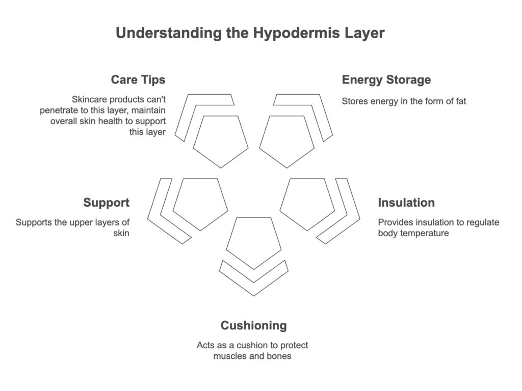 Skin Layers Explained Simply_hypodermis