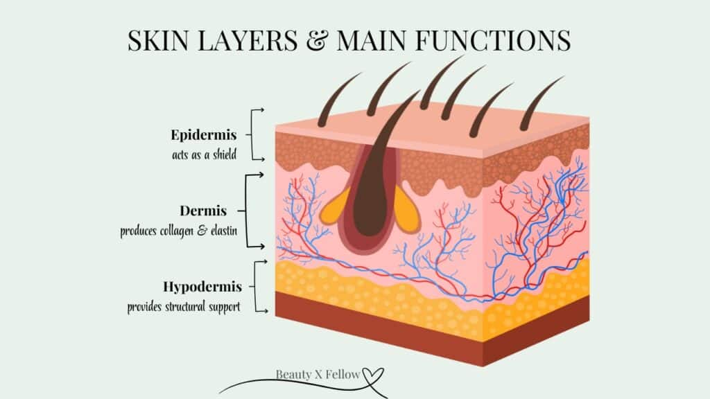 skin layer explained simply_skin layers & functions